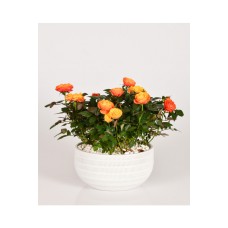 Garden of Blooms