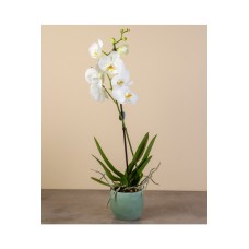 Majestic Orchid