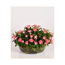 Baby Rose Garden