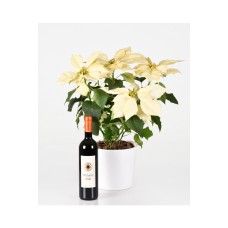White Poinsettia