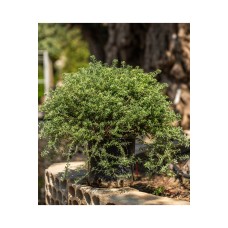 Coastal Rosemary