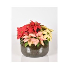 Cozy Poinsettias
