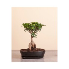 Heart & Soul - Bonsai Ficus