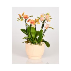 Little Orchids