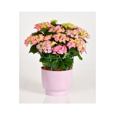 Mom's Wishes