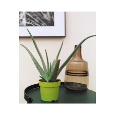 Naked Aloe