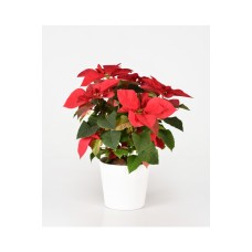 Red Poinsettia