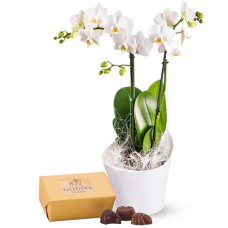 Orchids & Chocolates