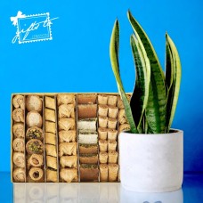 Baklava Bliss & Serene Sansevieria Set