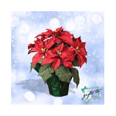 Poinsettia