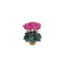 Cyclamen