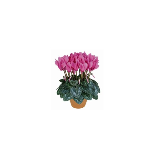 Cyclamen
