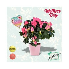 Azalea Pot