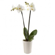 Double Stem Orchid