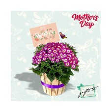 Purple Cineraria Basket