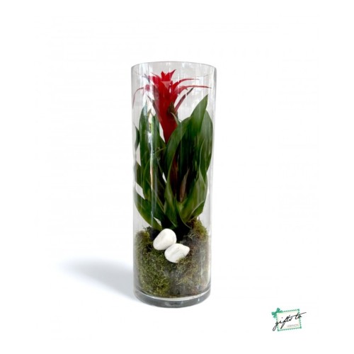 Contemporary Guzmania Vase
