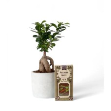 Bonsai & Pistachio Knefe Chocolate Bar Bundle