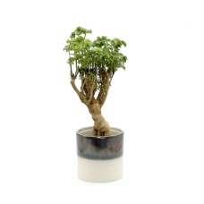 Polyscias Parsley Bonsai in Ceramic Pot