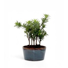 Podocarpus Bonsai Plant in Ceramic Planter