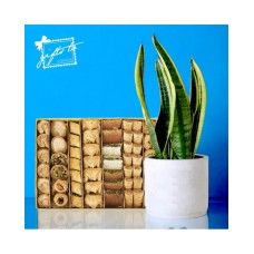 Baklava Bliss & Serene Sansevieria Set