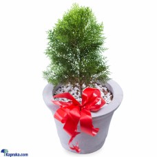 Cypress Plant