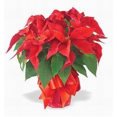 Holiday Poinsettia