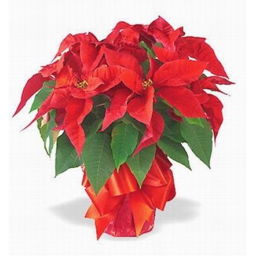 Holiday Poinsettia