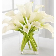 Calla Purity