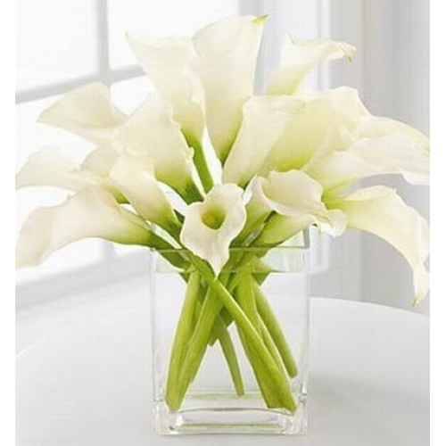 Calla Purity