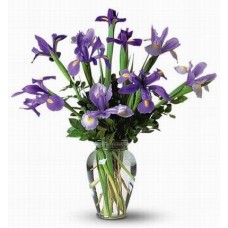Iris Iris