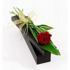 Single Gift Rose (Single Gift Rose)