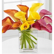 Assorted Callas