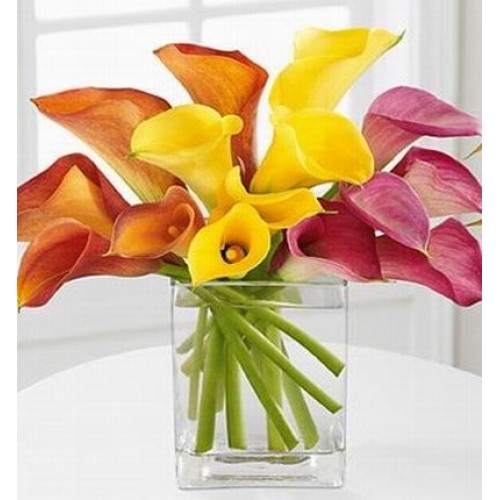 Assorted Callas
