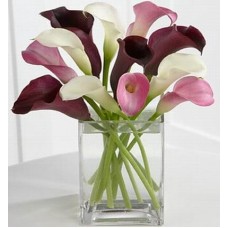 Calla Dreams (Calla Dreams)