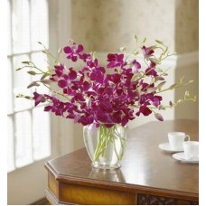 Forever Orchids