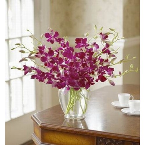 Forever Orchids