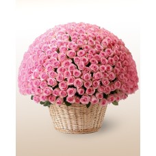 Rose Paradise