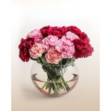 Dreamy Carnations