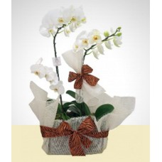 Sweet Gift