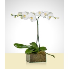 Dream Orchid