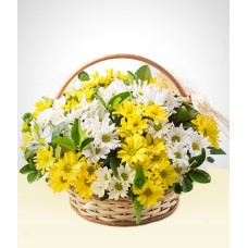 Memories: White and Yellow Daisies