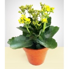 Decorating: Planted Kalanchoe