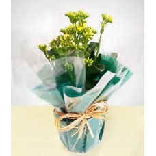 Present: Fancy Planted Kalanchoe