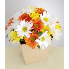 Gift: Daisy