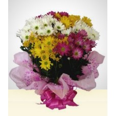 Unforgetable: Colorful Daisies