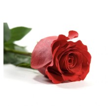 Lone Star Rose