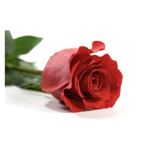 Lone Star Rose