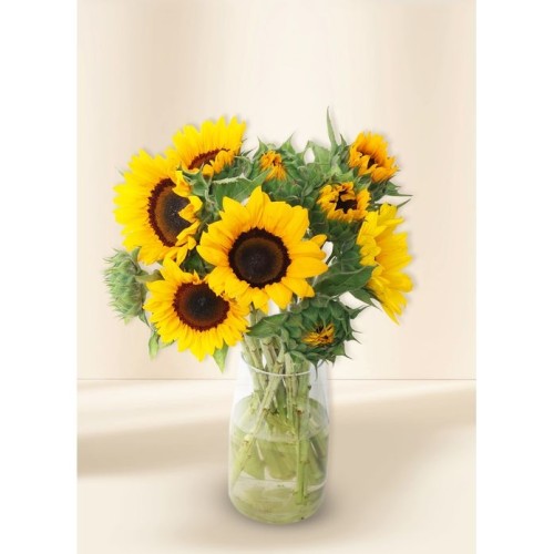 Sunflowers - Sunrise (10)