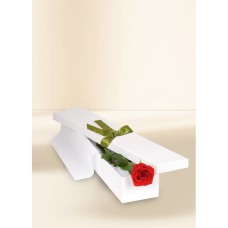 Single Stem Red Rose for Valentine's Day