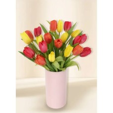 Tulips - Vivid (20)